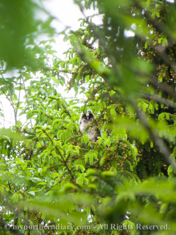 120316-290516-baby-long-eared-owls-in-boreal-forest-the-sarvipo_llo_-CRW_4871.jpg