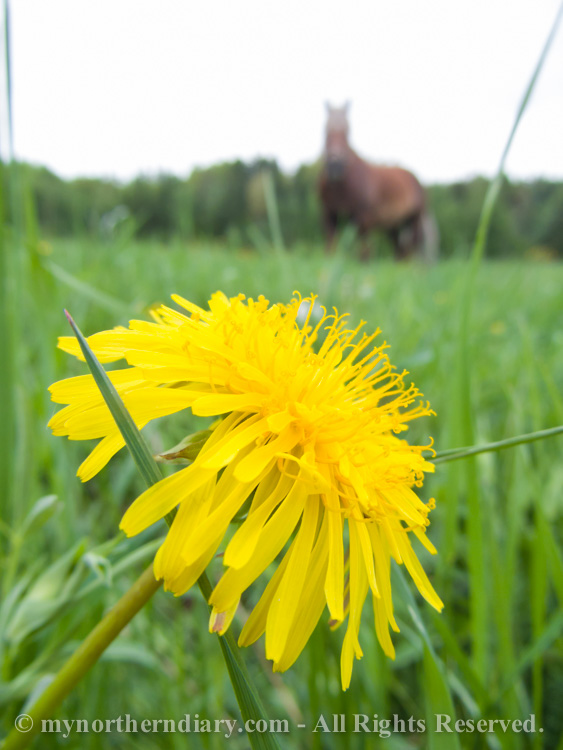 151616-290516-Green-and-yellow-dandelion-fields-and-horses-CRW_4876.jpg