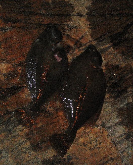 Two flounders from Archipelago Sea. Kaksi kampelaa saaristomereltä.