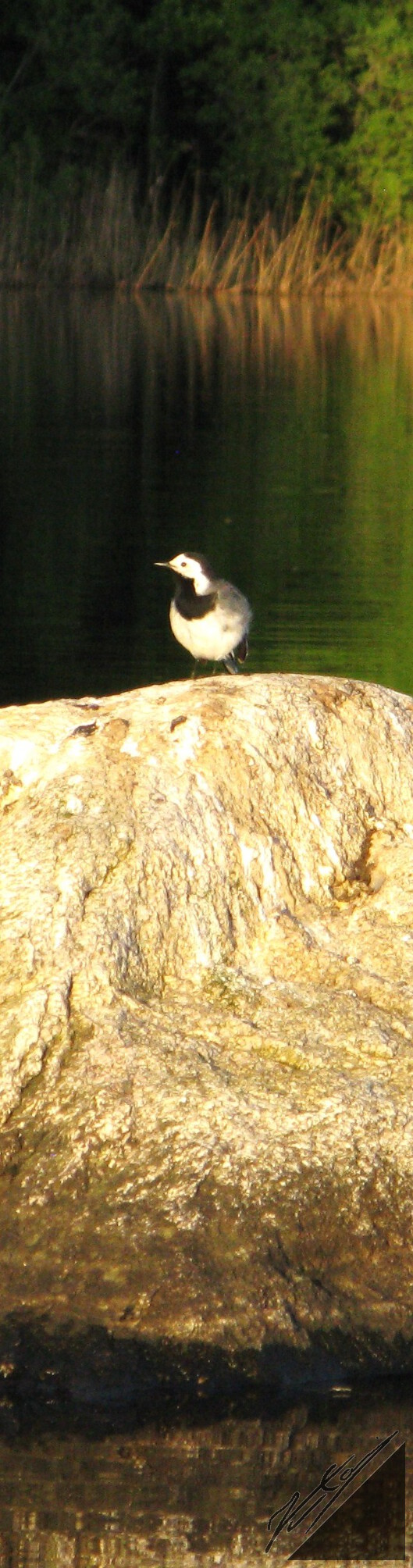 A white wagtail on a rock