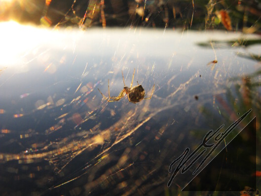 A spider on its net