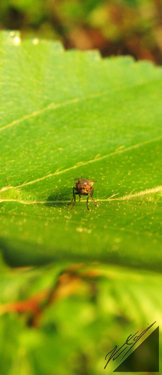 A small fly over a leaf of birch