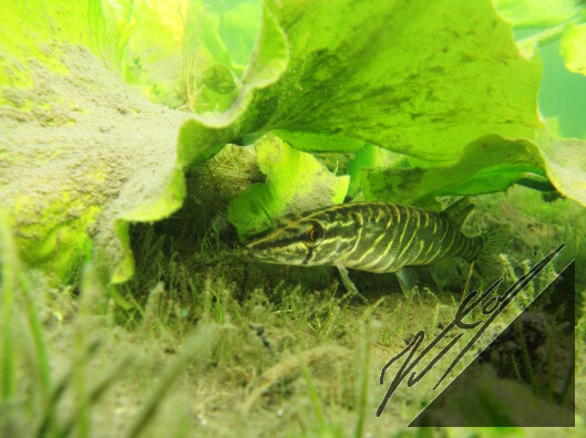A pike hiding from a garbage rain under the leaf of a spatterdock.