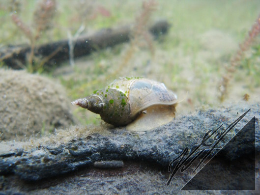 A great pond snail.
