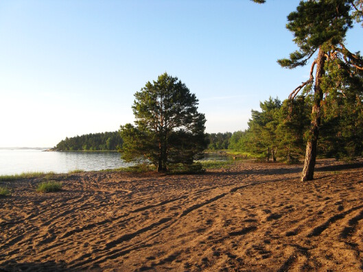 Our beach in Archipelago Sea. Meidän ranta Saaristomerellä.