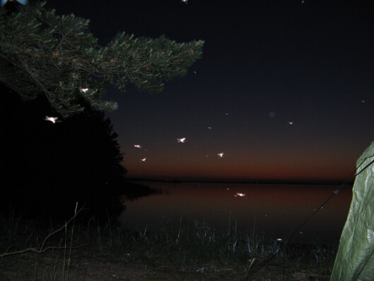 Mosquitoes flying over our camp in Archipelago Sea. Hyttysiä leirimme yllä Saaristomerellä.