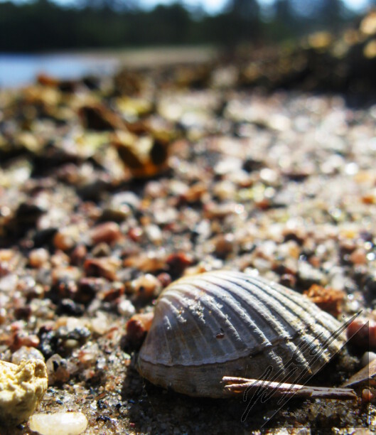 A shell on a beach in Archipelago Sea. Simpukan kuori Saaristomeren rannalla.