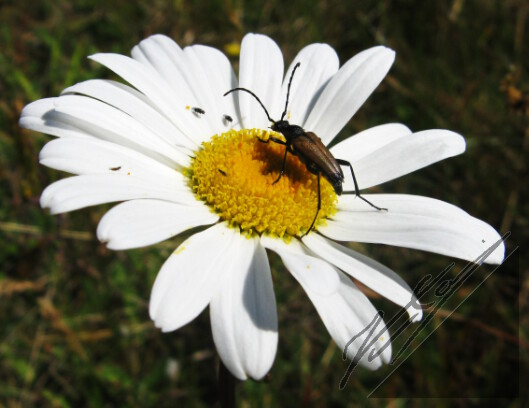 An Anoplodera rubra on a oxeye daisy. Rusokukkajäärä päivänkakkaran päällä.