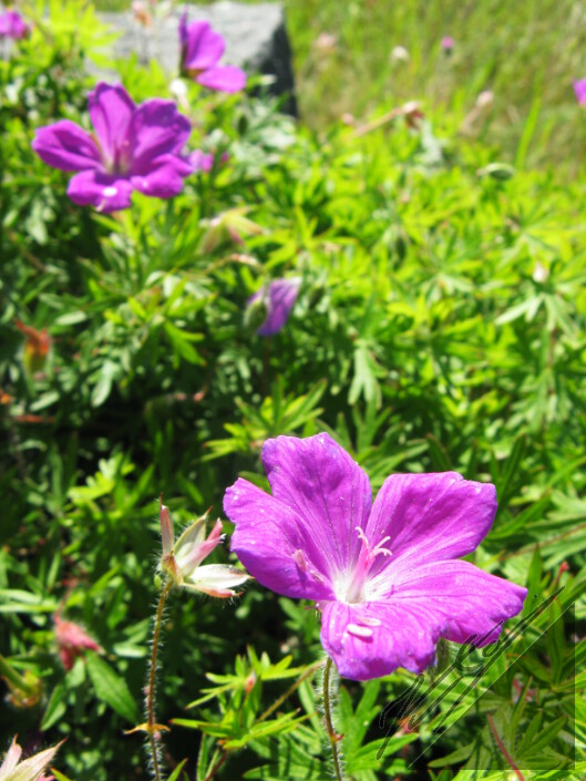 Purple flowers in a island in Archipelago Sea. Violetteja kukkia saaressa Saaristomrellä.