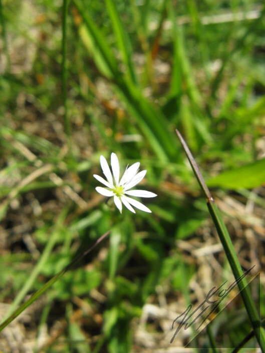 Small, white flowers on a beach in Archipelago Sea. Pieniä, valkoisia kukkasia Saaristomeren rannalla.