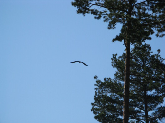 A flying white-tailed eagle over a Archipelago Sea. Merikotka Saaristomeren yllä.