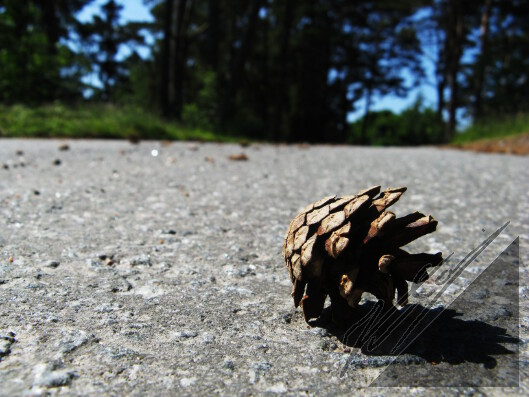 A pine cone on a hot road in Archipelago Sea. Männynkäpy kuumalla tiellä Saaristomerellä.
