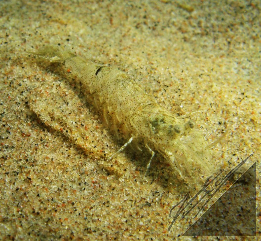 A shrimp on a bottom of the Archipelago Sea. Rapu Saaristomeren pohjalla.