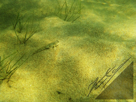 A sand goby on a bottom of the Archipelago Sea. Hietatokko Saaristomeren pohjalla.