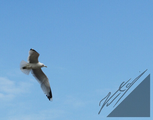 A common gull flying over a Archipelago Sea. Kalalokki lentelemässä Saaristomeren yllä.
