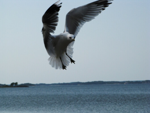 A common gull flying over a Archipelago Sea. Kalalokki lentelemässä Saaristomeren yllä.
