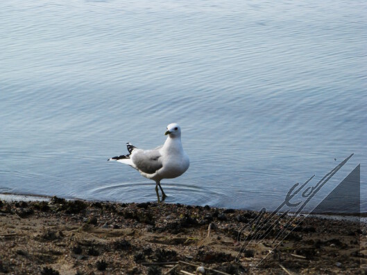 A common gull walking on a beach. Kalalokki kävelemässä rannalla Saaristomerellä.