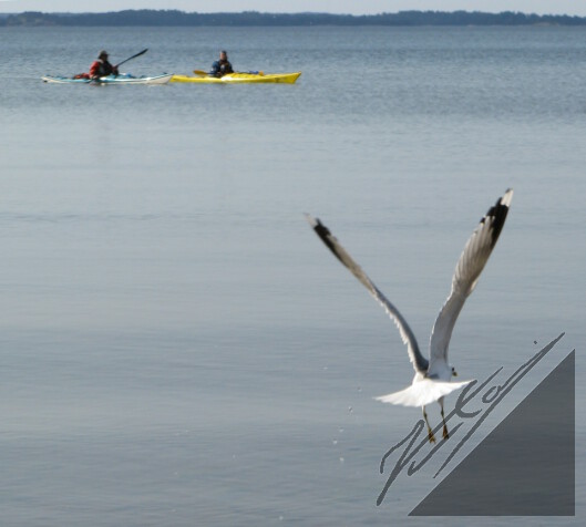A common gull flying over a Archipelago Sea and two kayaks. Kalalokki lentelemässä Saaristomeren yllä ja kaksi kajakkia.