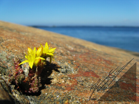 Yellow flowers growing on a rock in Archipelago Sea. Keltaisia kukkasia kasvamassa Saaristomeren rantakalliolla.