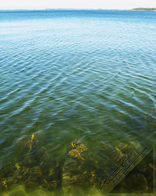 Underwater bladderwrack in Archipelago Sea. Rakkolevää Saaristomerellä.
