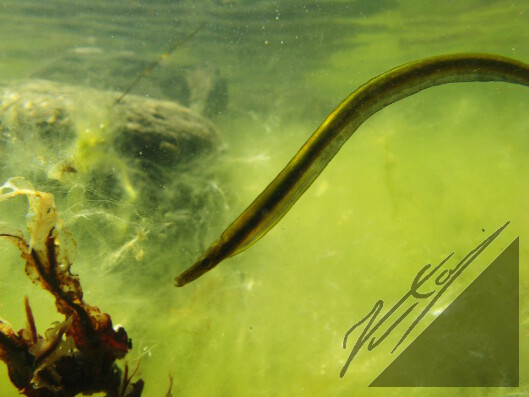 A straight nose pipefish in Archipelago Sea. Siloneula Saaristomerellä.