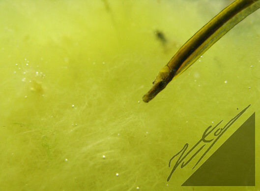 A straight nose pipefish in Archipelago Sea. Siloneula Saaristomerellä.