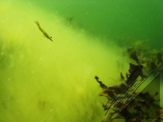 A small shrimp swimming towards a bladderwrack in Archipelago sea. Pieni halkojalkaisäyriäinen uimassa rakkolevää kohti Saaristomerellä.