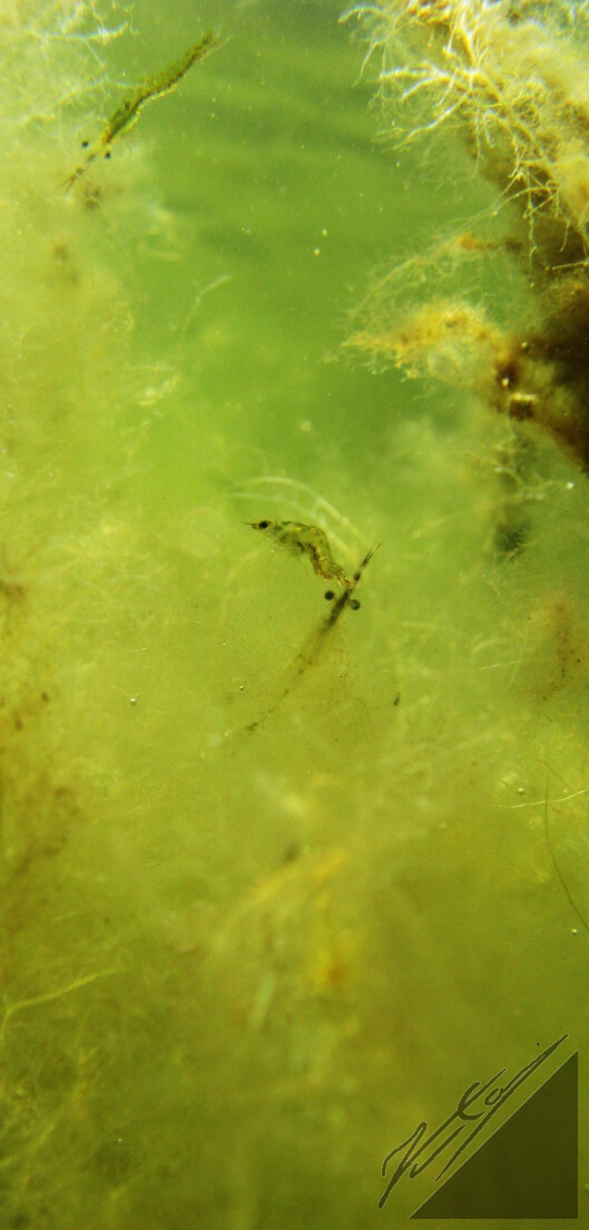 Small shrimps in Archipelago Sea. Pieniä halkoisjalkaisäyriäisiä Saaristomerellä.