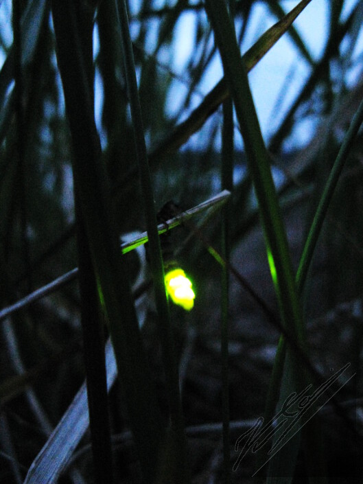 A firefly shining its green light in the night of the midsummer in Archipelago Sea. Kiiltomato loistaa vihreää valoaan Saaristomeren juhannusyössä.