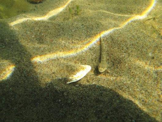 Sand goby in Archipelago Sea. Hietatokko Saaristomerellä.