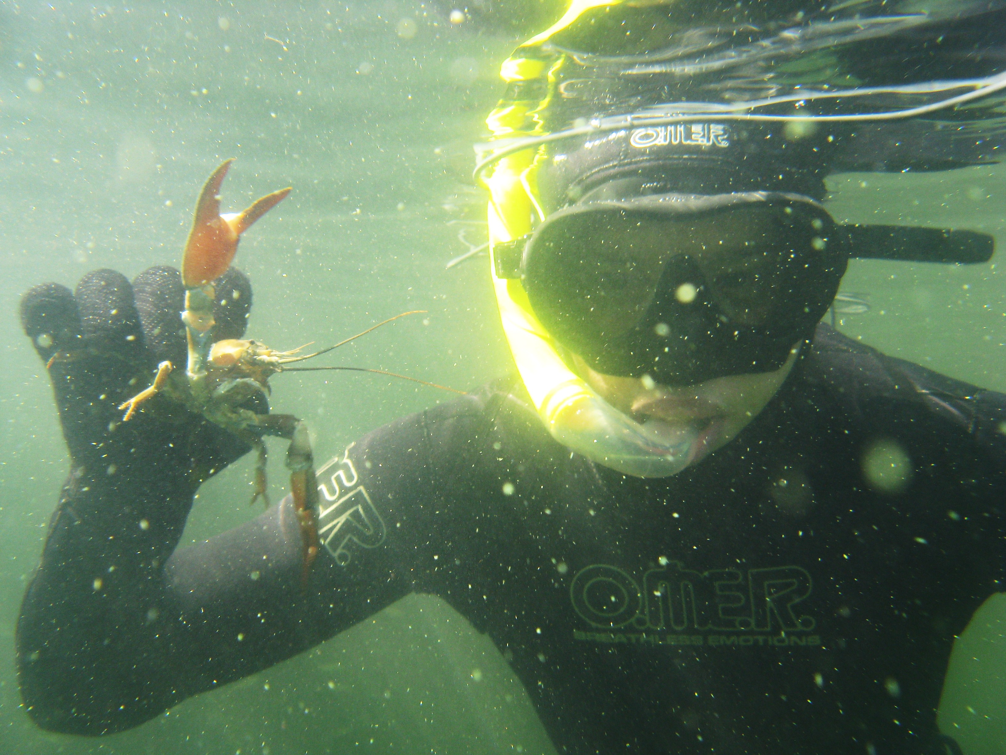A free-diver and a signal crayfish. Täplärapu ja vapaasukeltaja.