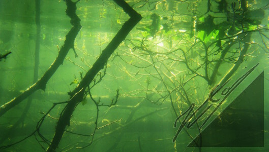 Underwater tree stems. Vedenalaisia puun oksia.