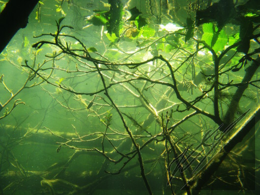 Underwater tree stems. Vedenalaisia puun oksia.