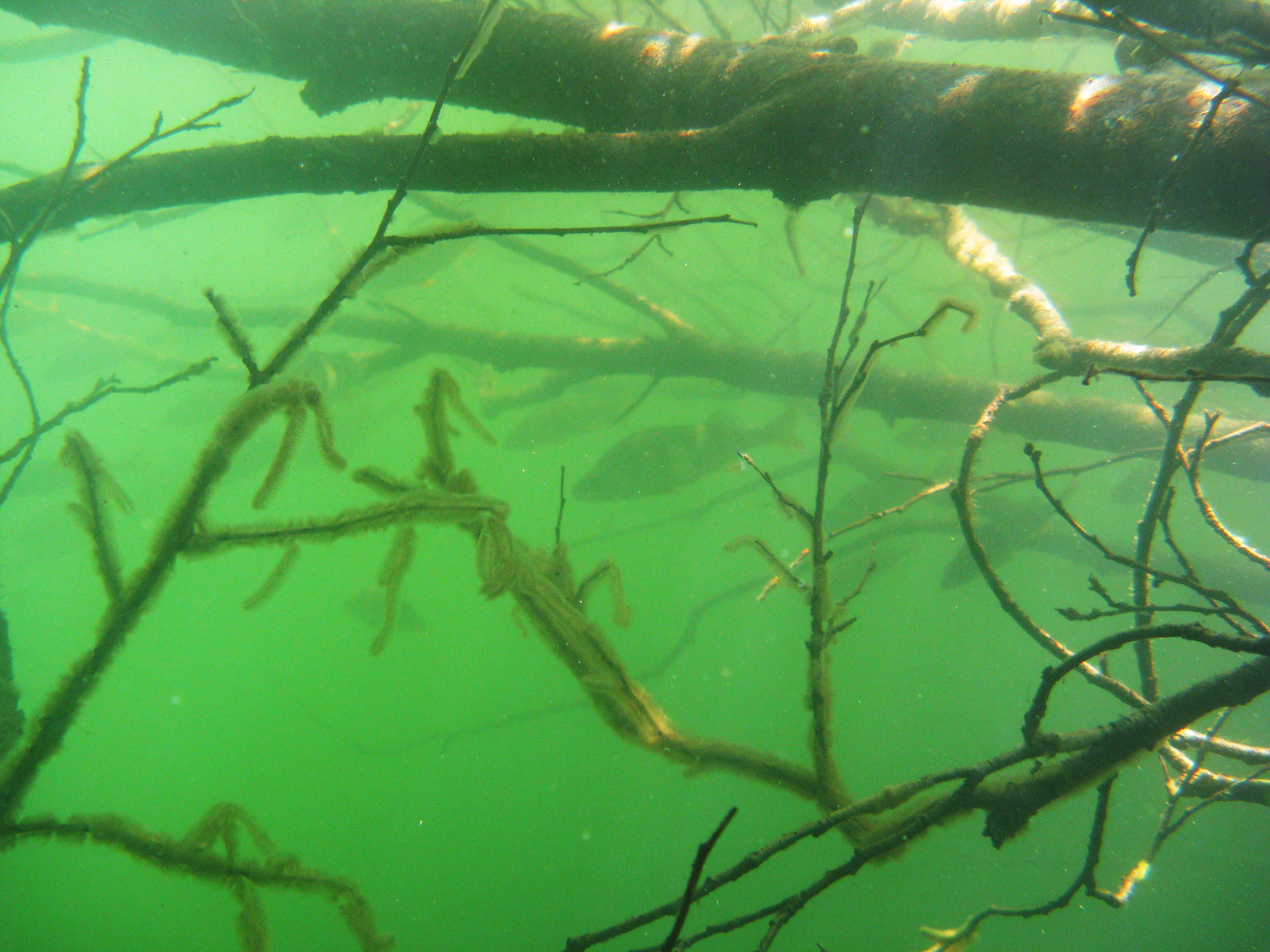 Underwater tree stems and perch. Vedenalaisia puun oksia ja ahvenia.