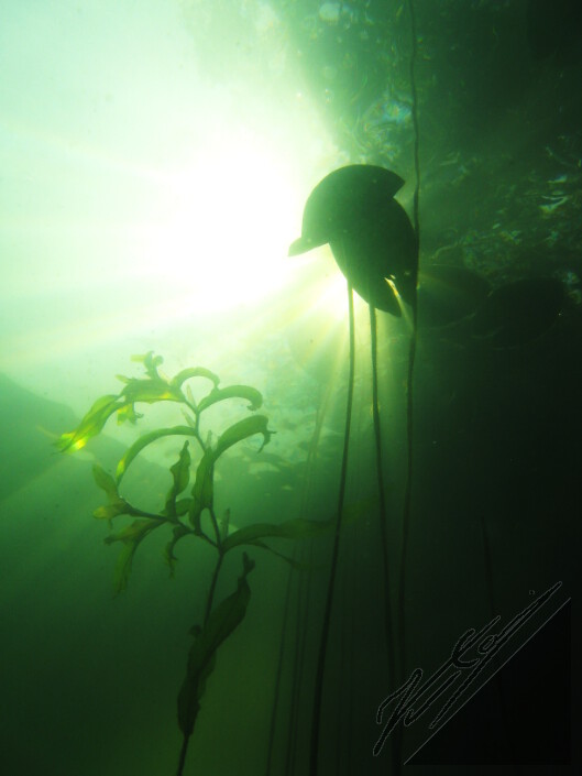 Rays of light passing next to underwater stems of spatterdocks. Valonsäteet valaisevat ulpukkapuskan läpi.