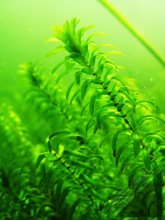 Small underwater plants. Pieniä vesikasveja.