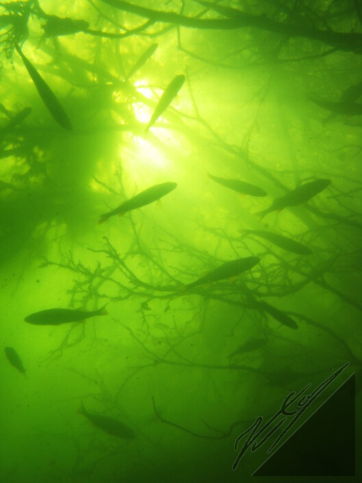A school of perch in a underwater bush and rays of light. Valonsäteitä ja ahvenparvi vedenalaisen puun suojassa.