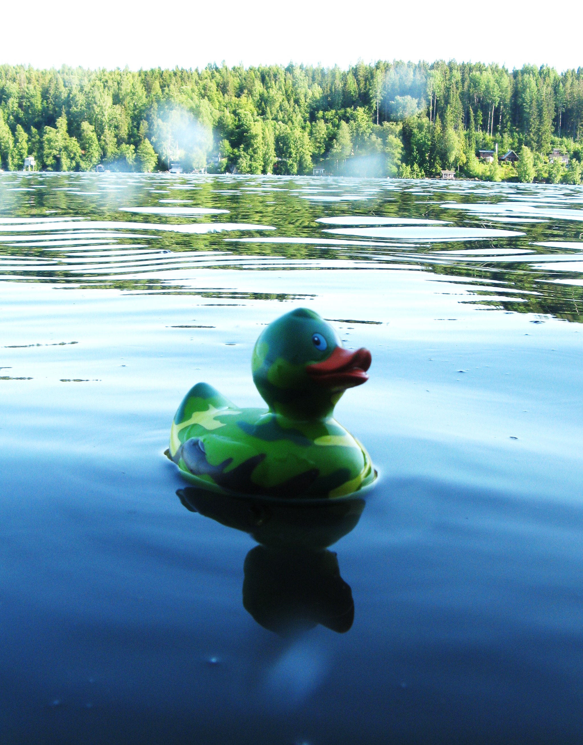 A camoflauge rubber duck in a lake. Maastonvärinen kumiankka järvessä.