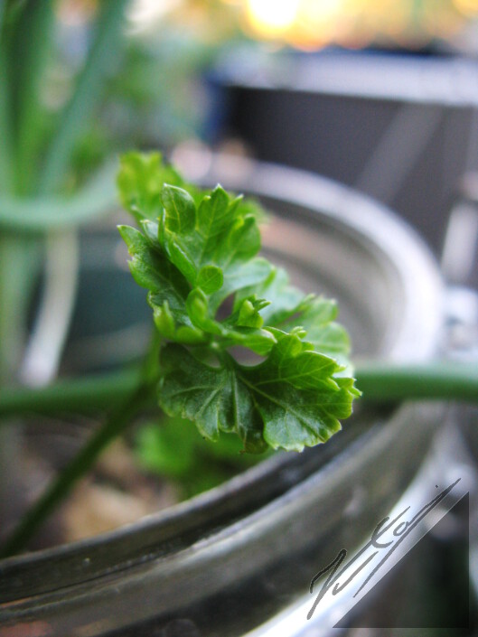 A small parsley growing in a glass bottle. Pieni persilja purkissa kasvamassa.