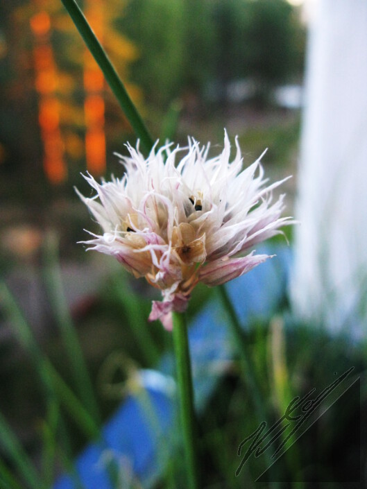 An older flower of chives. Ruohosipulin vanhempi kukka.
