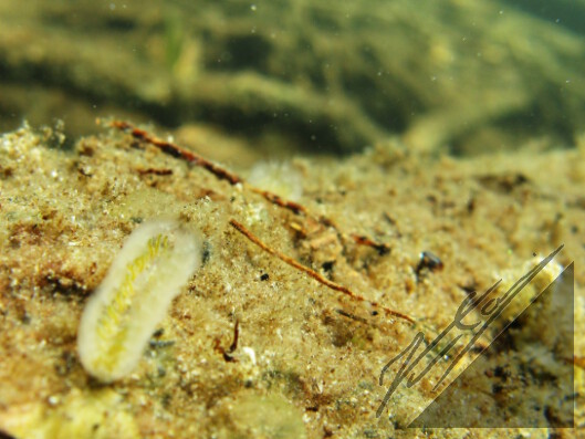 An unknown small organism from the bottom of the lake. Tuntematon eliö järvenpohjassa.