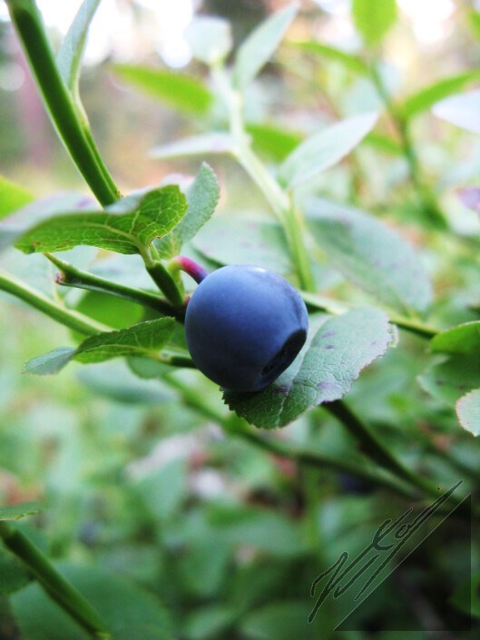 A blueberry. Mustikka.