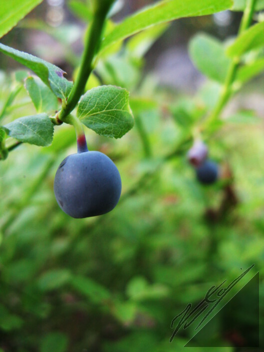 A blueberry. Mustikka.