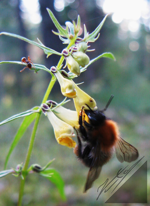 Yellow flovers, a bee and an ant. Keltaisia kukkasia, muurahainen ja mehiläinen.