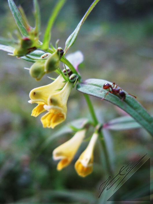 Yellow flovers and an ant. Keltaisia kukkasia ja muurahainen.