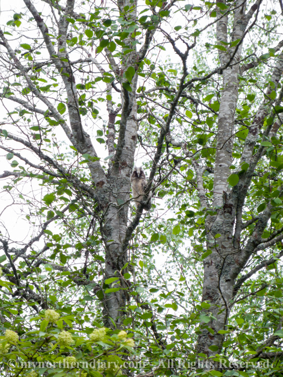 243015-290516-baby-long-eared-owls-in-boreal-forest-the-sarvipo_llo_-CRW_4857.jpg