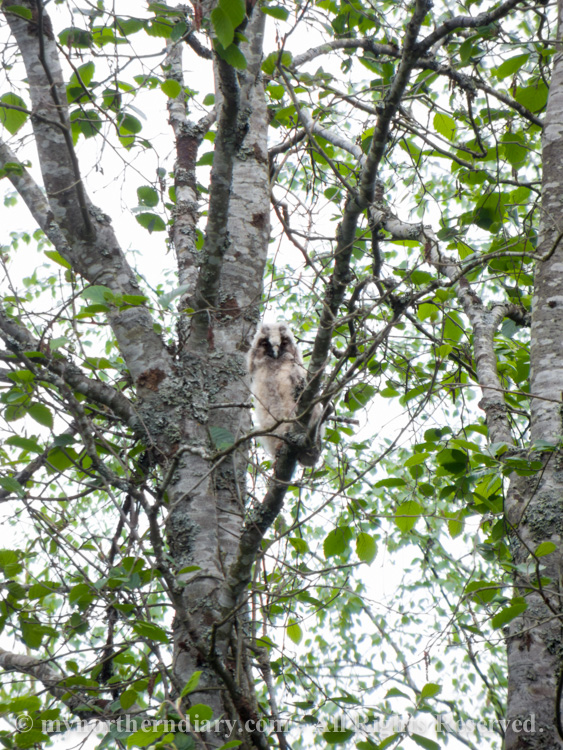 372915-290516-baby-long-eared-owls-in-boreal-forest-the-sarvipo_llo_-CRW_4856.jpg