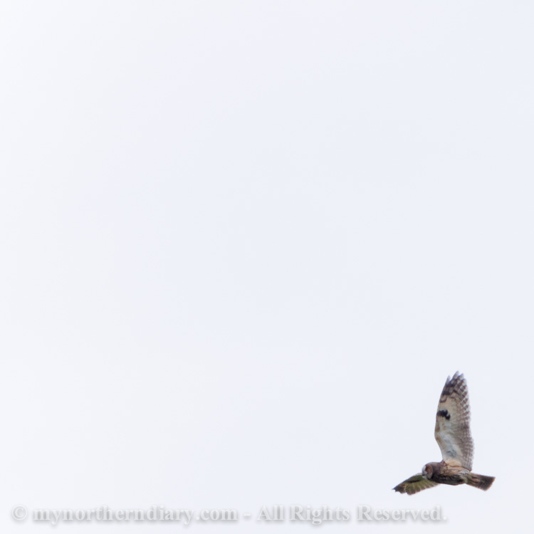 494515-290516-Flying-mother-long-eared-owl-the-sarvipo_llo_-CRW_4864.jpg