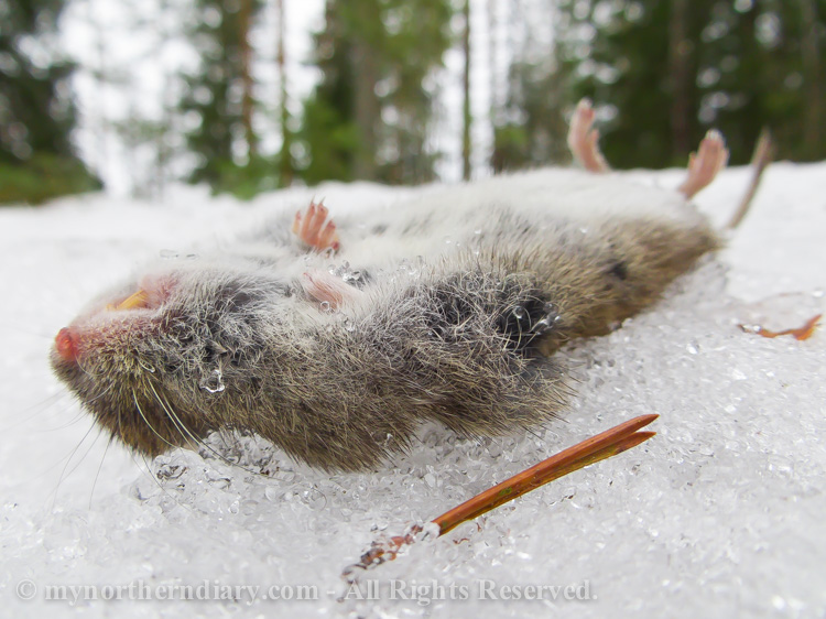 A-dead-vole-in-snow-CRW_1402.jpg