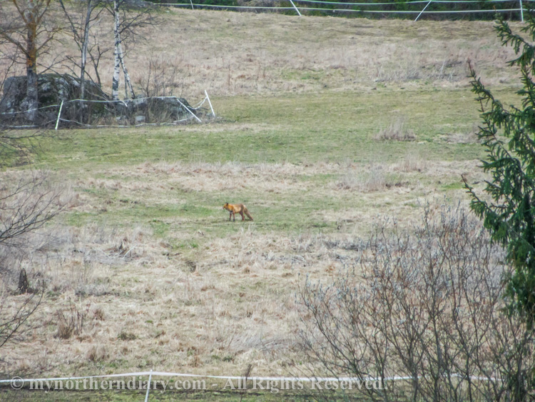 A-lonely-fox-in-field-CRW_2004.jpg